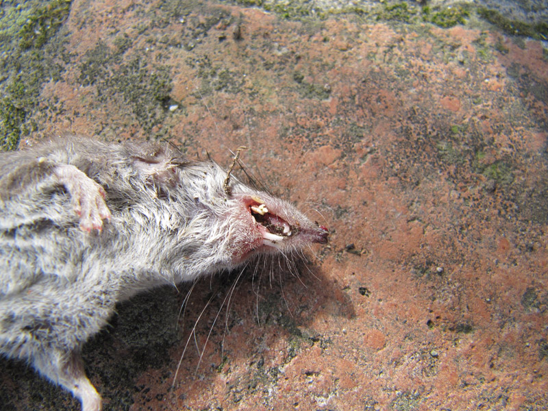 Identificazione : toporagno d''acqua? Crocidura ventre bianco