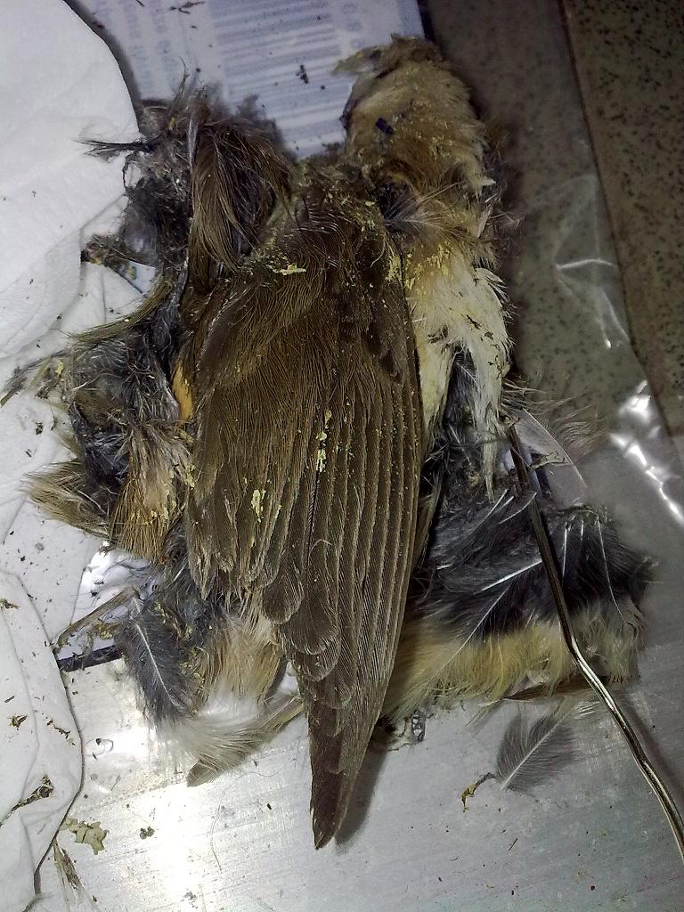Uccello morto... Quale?