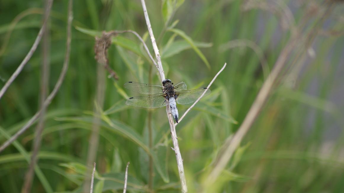 Libellule da identificare