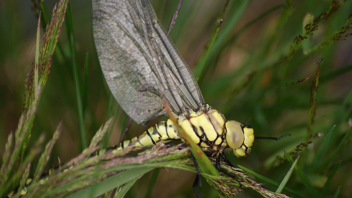 Libellule da identificare