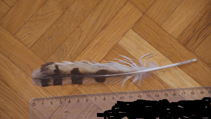 3 penne/piume da id.