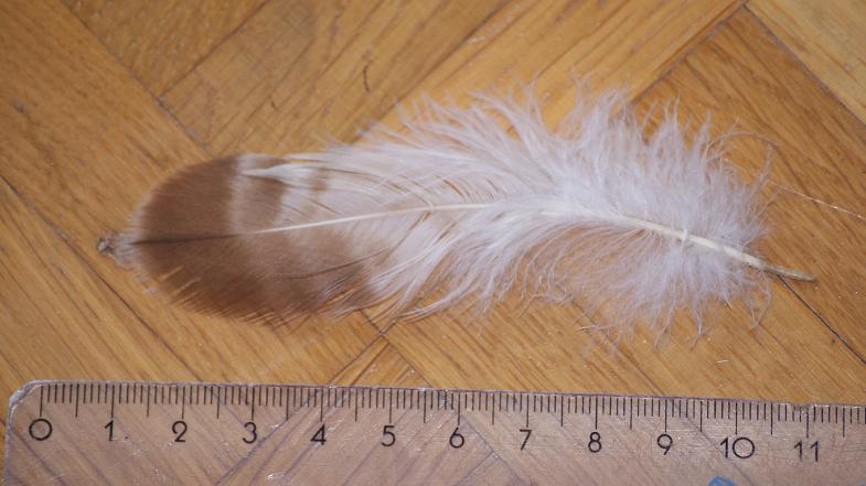 3 penne/piume da id.