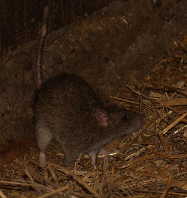 Colorazione Rattus norvegicus