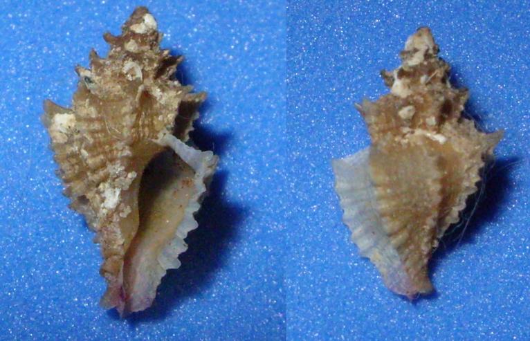 ocinebrina hispidula