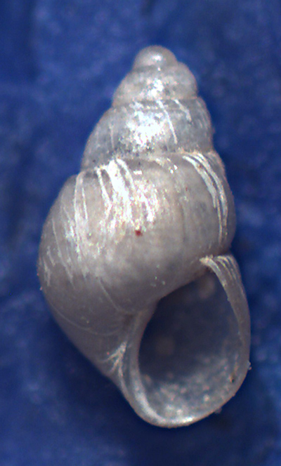 Odostomia da identificare