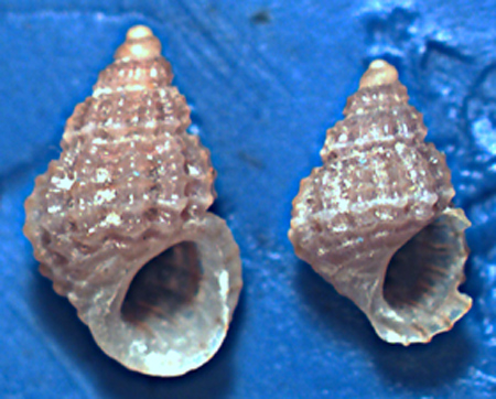 Alvania da identificare