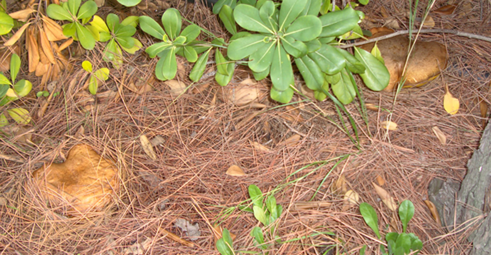 Fungo da identificare