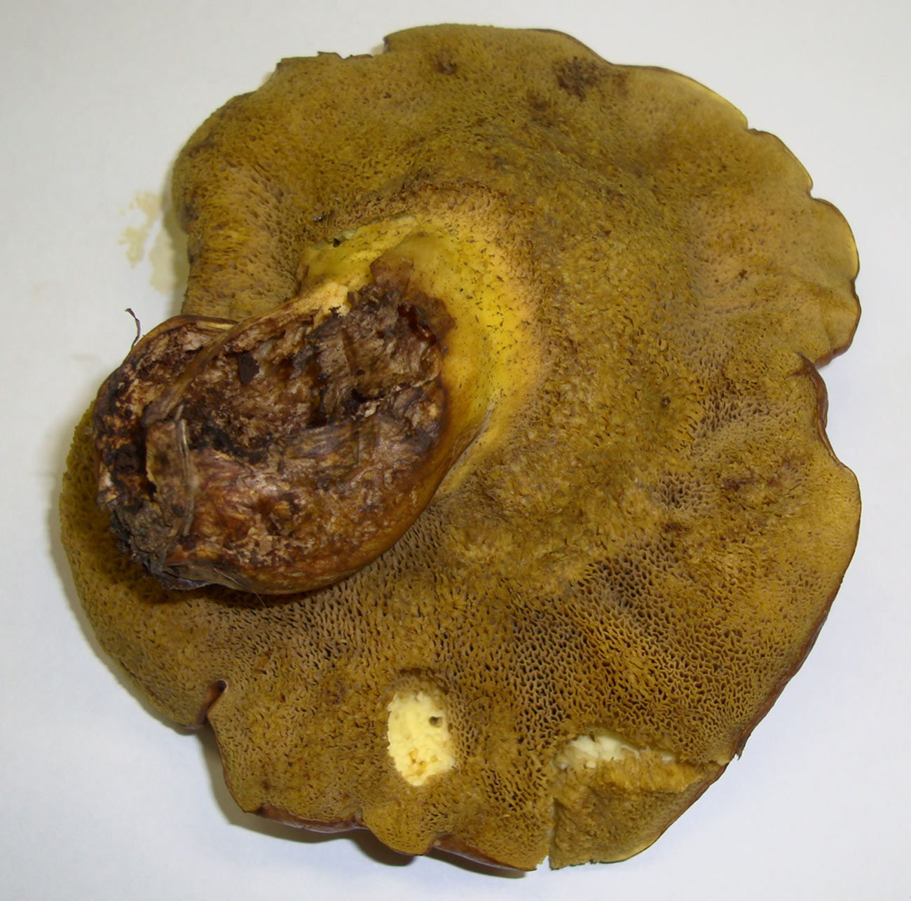 Fungo da identificare