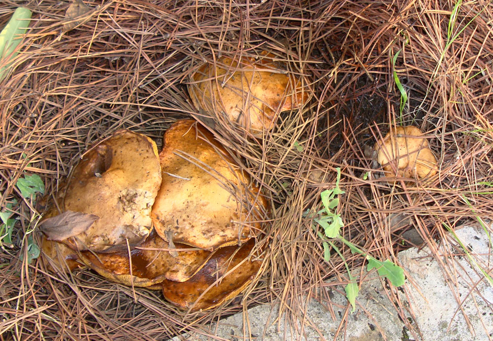 Fungo da identificare