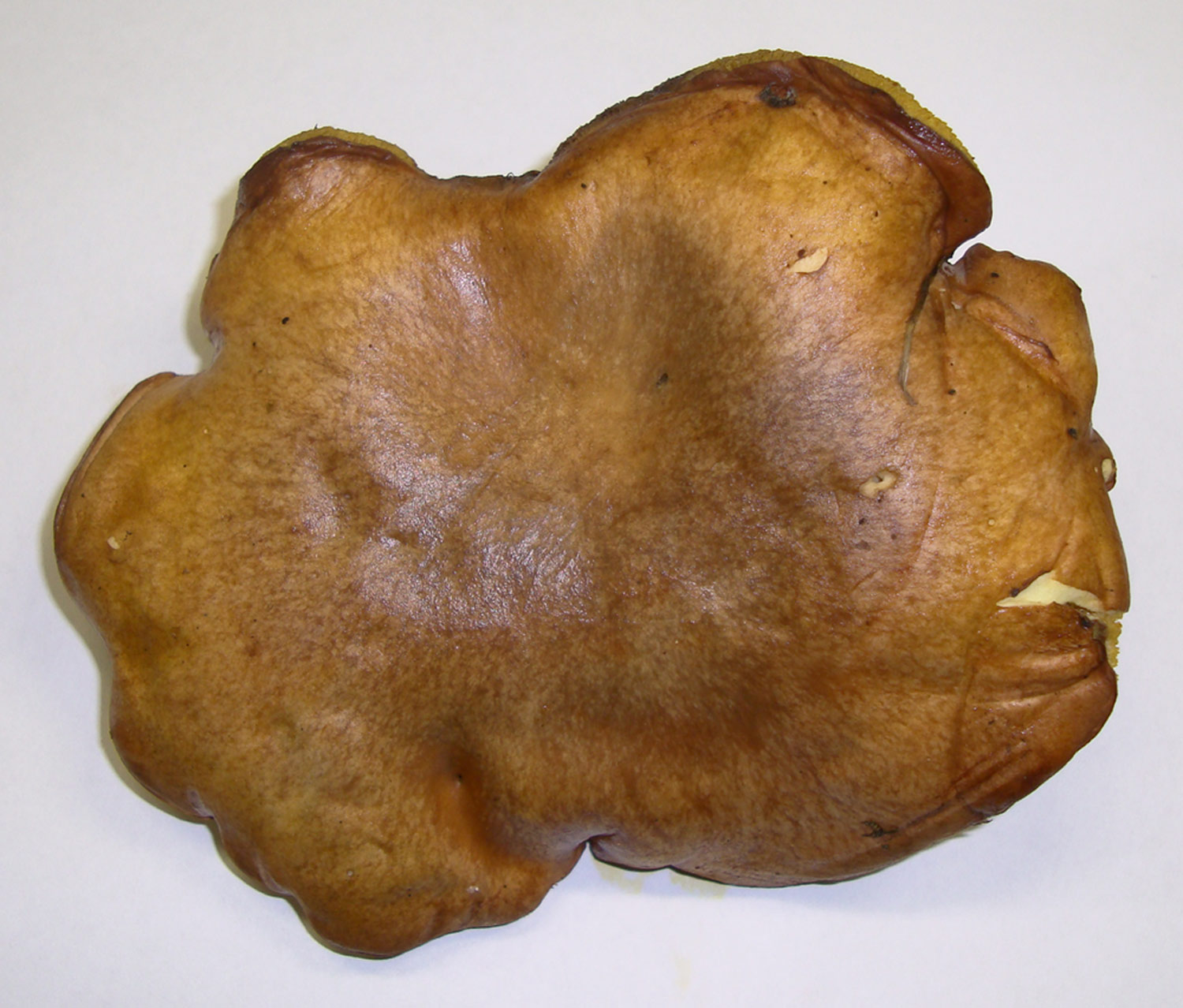 Fungo da identificare