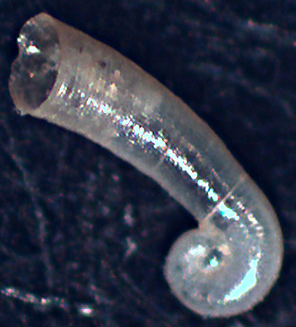 juvenis di Caecum da identificare