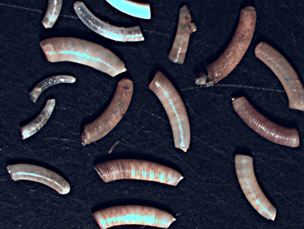 juvenis di Caecum da identificare