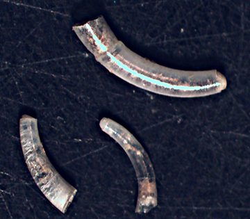 juvenis di Caecum da identificare