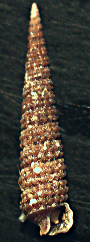 Cerithiopsis da identificare