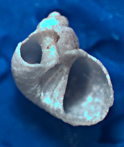 Megalomphalus petitianus?