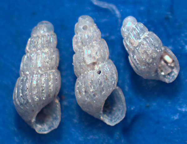 Chrysallida dalla Sicilia