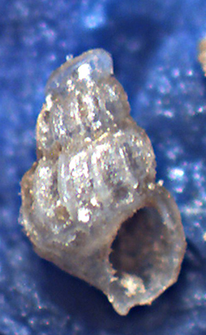 Chrysallida da identificare