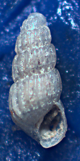 Chrysallida dalla Sicilia