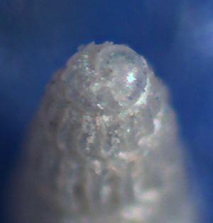 Chrysallida dalla Sicilia