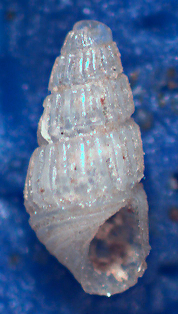 Chrysallida da identificare