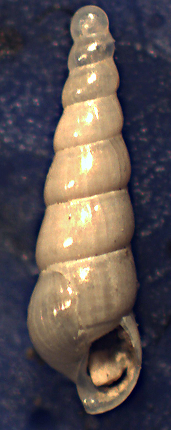 Eulimella da identificare