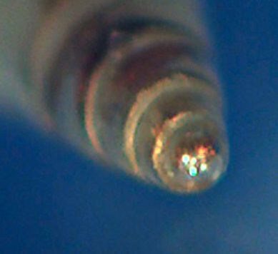 Curveolima dautzenbergi ?