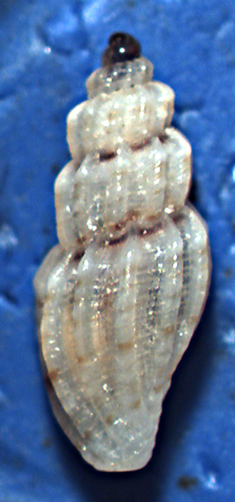 Mangelia da identificare