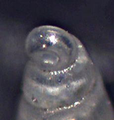 Odostomia da identificare