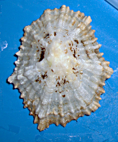 Patella da identificare