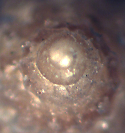 Alvania da identificare