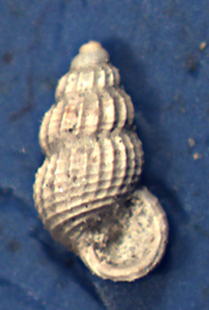 Pyramellidae da determinare