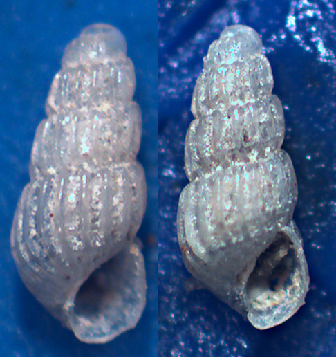 Chrysallida dalla Sicilia