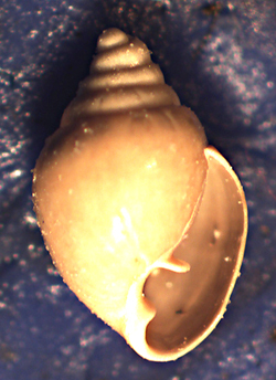 Forse Ringicula, da determinare