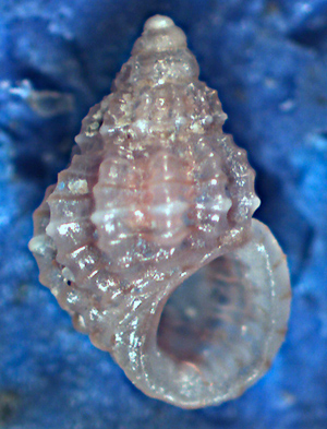 Alvania da identificare