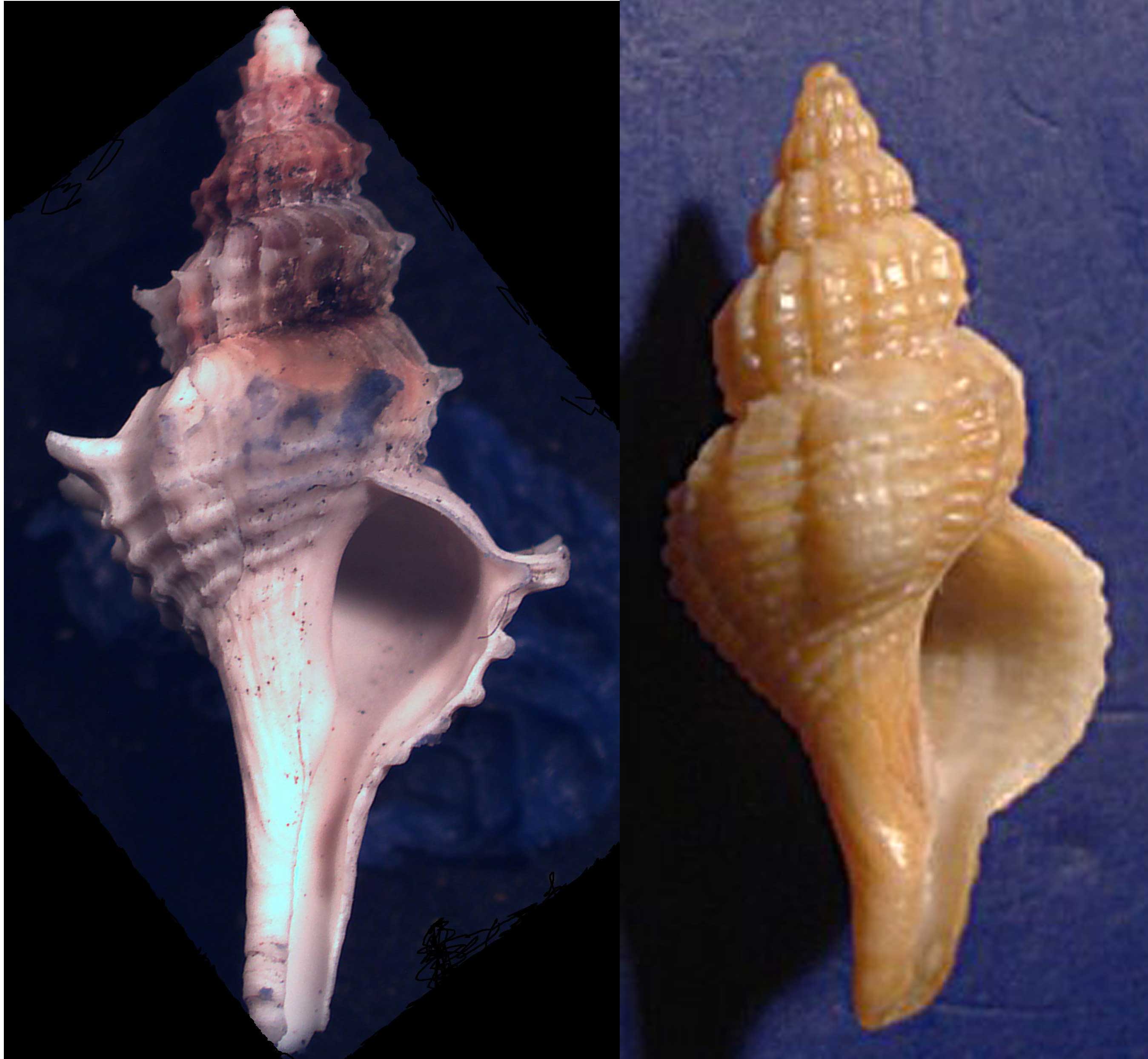 gasteropode da determinare