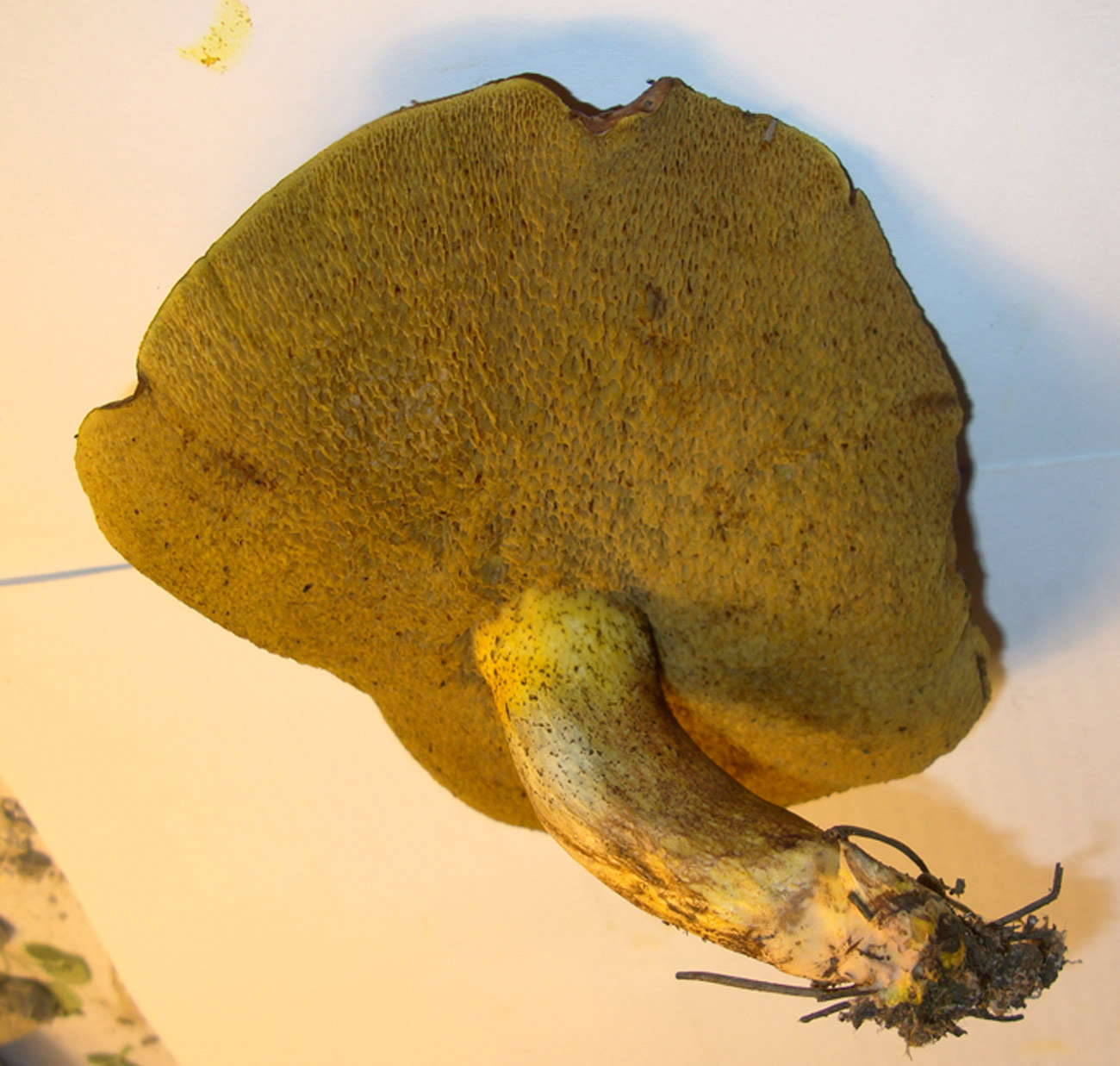 Fungo da identificare