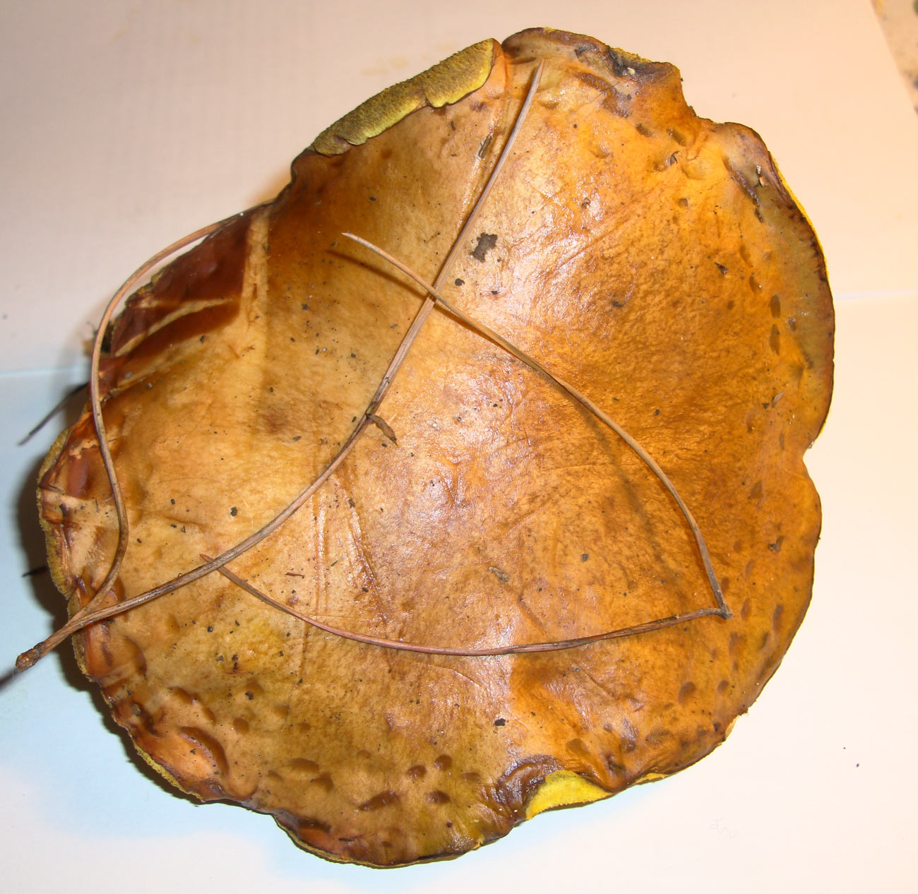 Fungo da identificare