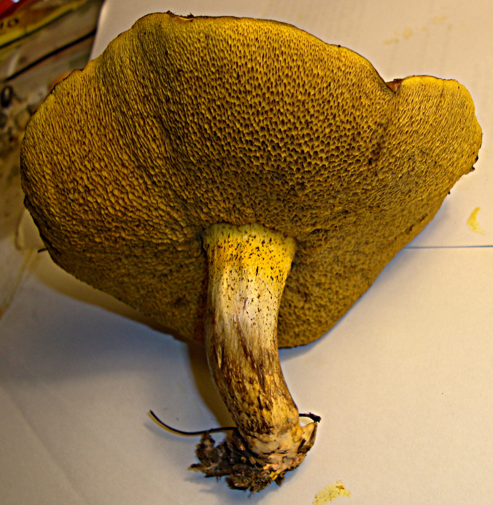 Fungo da identificare