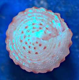 Calliostoma laugieri spongiarum?