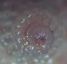 Calliostoma laugieri spongiarum?