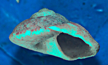 Gibbula da determinare