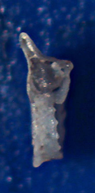 Bolma rugosa juvenis?