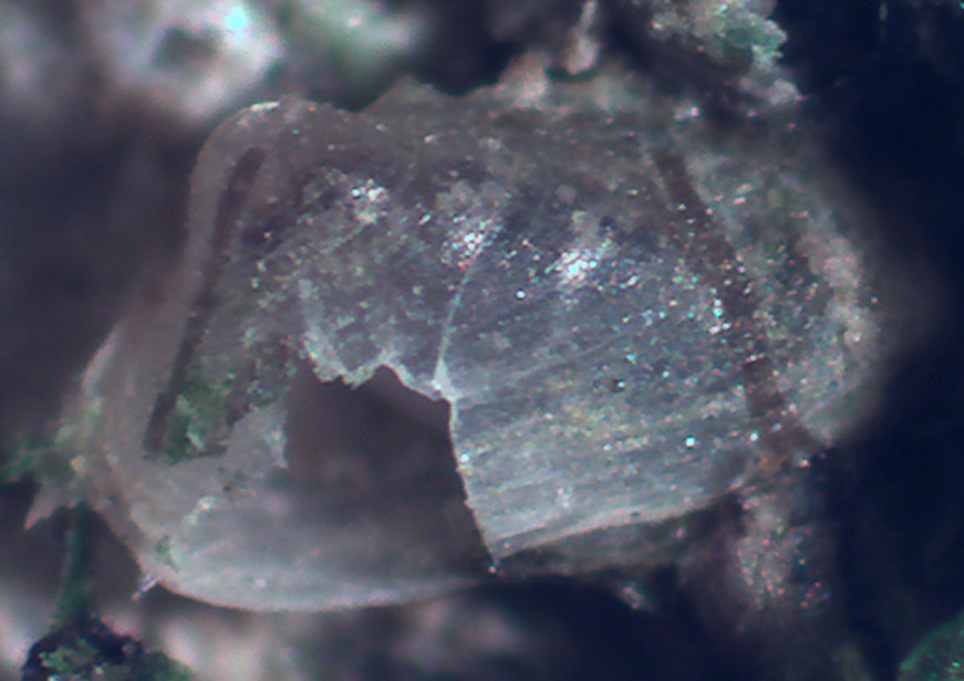 bivalve da identificare