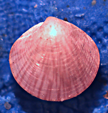 Bivalvino da determinare