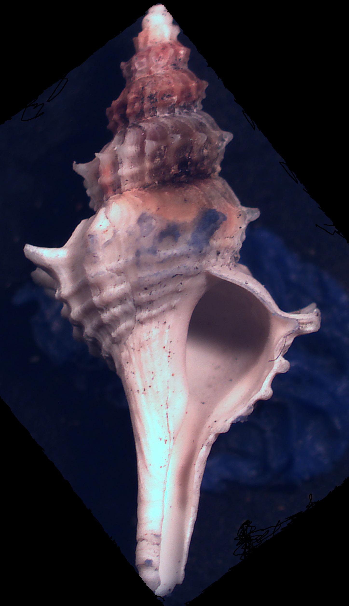 gasteropode da determinare