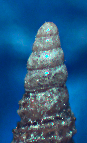 Cerithiopsis da identificare