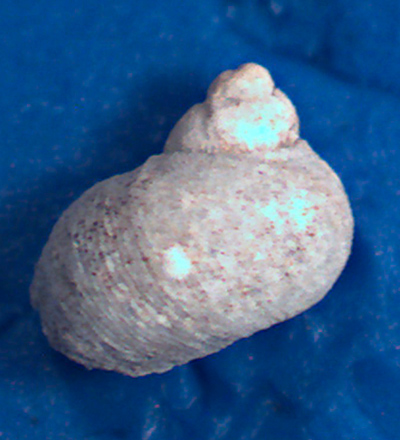 Megalomphalus petitianus?