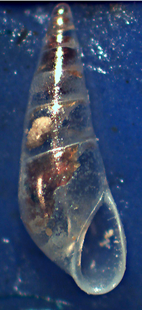 Curveolima dautzenbergi ?