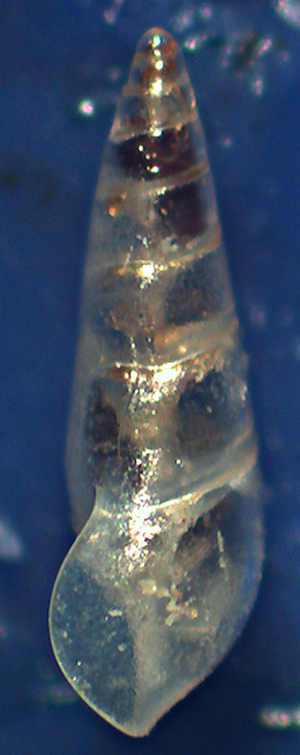 Curveolima dautzenbergi ?