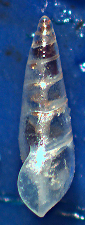 Curveolima dautzenbergi ?